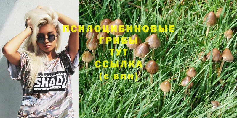 купить  сайты  Саратов  Псилоцибиновые грибы Cubensis 